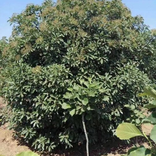 南召县 供应中华老石楠，三米以上冠幅