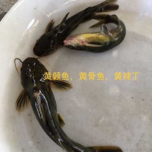 广州黄颡鱼苗，黄辣丁，水花，大量现货批发
