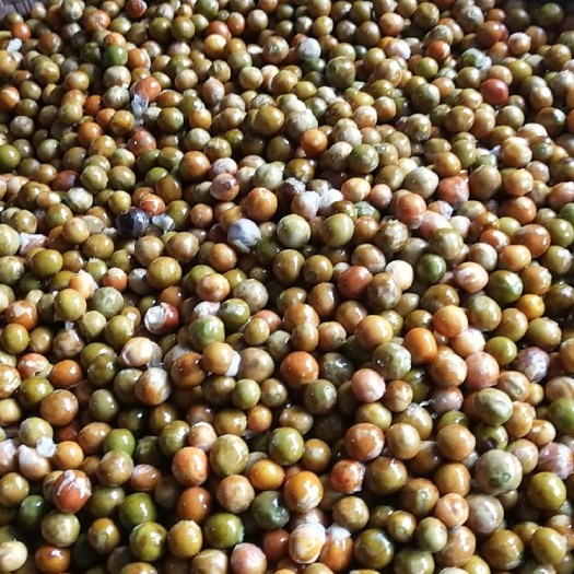 六安 新鲜鸡头果，芡实，量大从优
