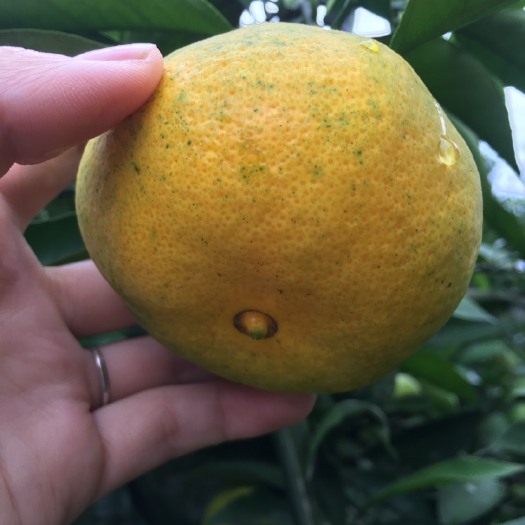 资阳柑桔 蜜桔 皮薄口感好