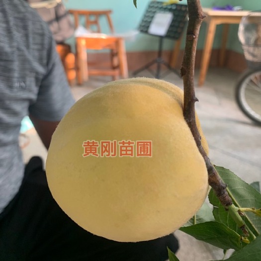 当阳市锦绣黄桃苗  牛奶黄桃，九月成熟，有牛奶香味，品种纯正，苗圃支持实地考察
