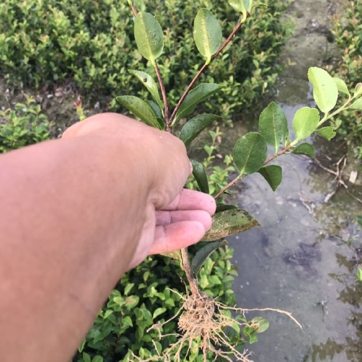 浏阳市茶梅苗 茶花 茶梅苗树 自产自销