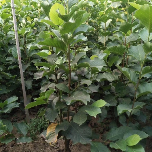 南召县 供应红玉兰苗。一米八左右高度。地径两公分，大量供应