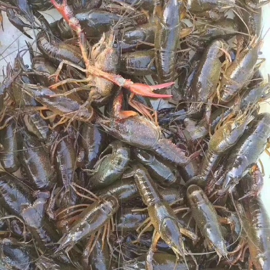 潜江市小龙虾苗