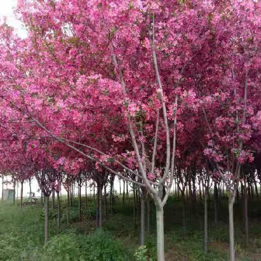 昌邑市 樱花、红叶李、西府海棠、北美海棠  、榆叶梅、丝棉木等等