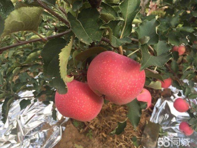 寒富苹果 香甜可口的大寒富