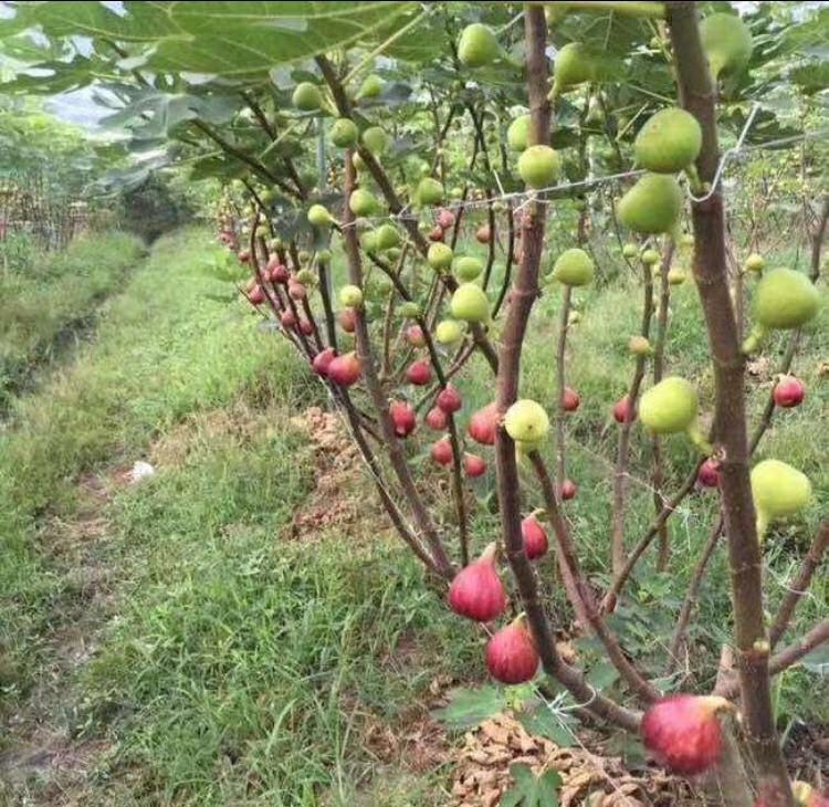 波姬红无花果苗  波姬红，金傲芬，布兰瑞克，青皮等。