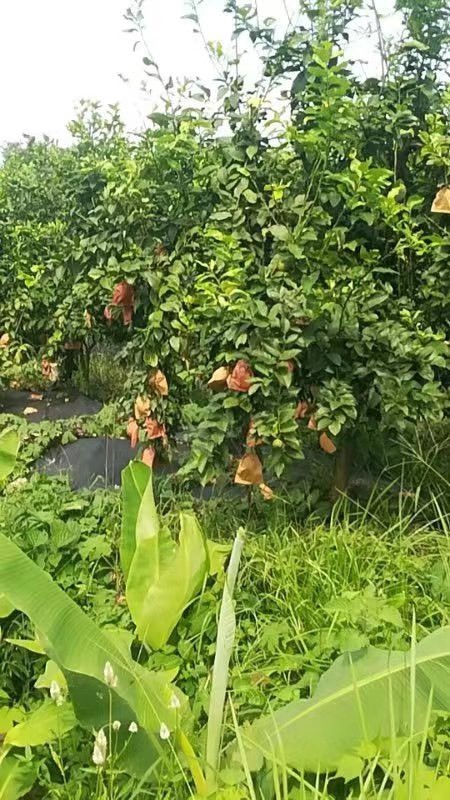 南京黄柠檬 支持挂车30吨左右。能吃得消的老板求合作。