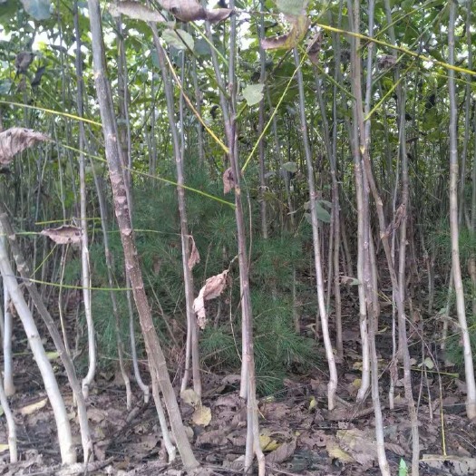 扶风县薄皮核桃苗 核桃树苗