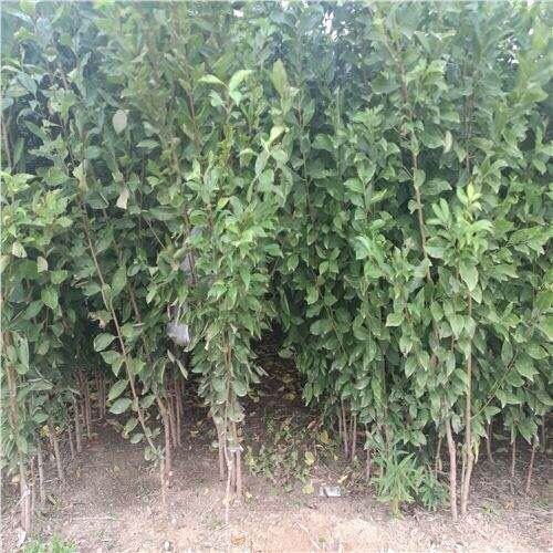 平邑县 黑布林李子树苗，1-3年苗，包成活，结果。死苗补发，假一赔十