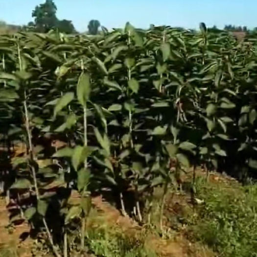 大连沙王樱桃苗