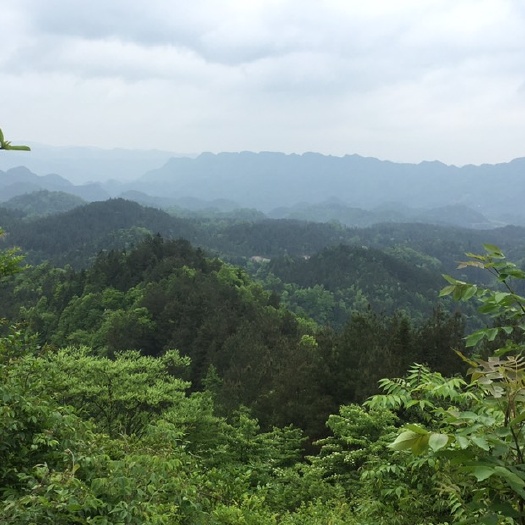 利川市荒地 养猪养鸡养鸭种植基地出租补贴