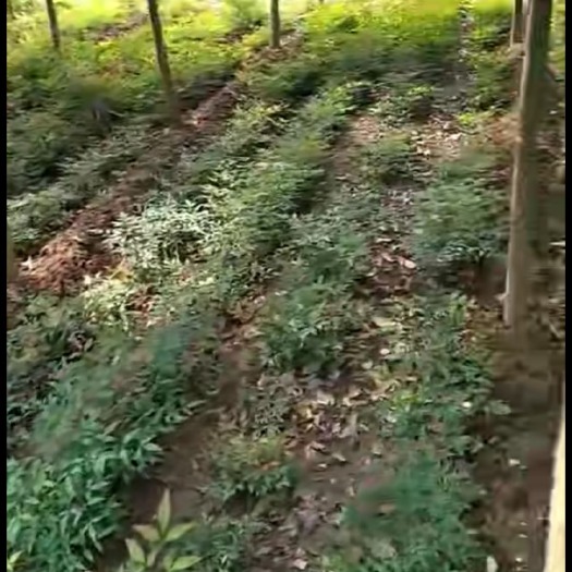 南召县南天竹 40到60公分左右高，一手货源。量大。