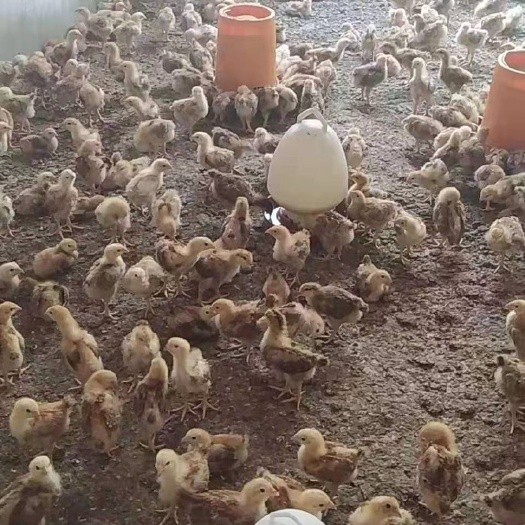 西安 九斤黄鸡苗