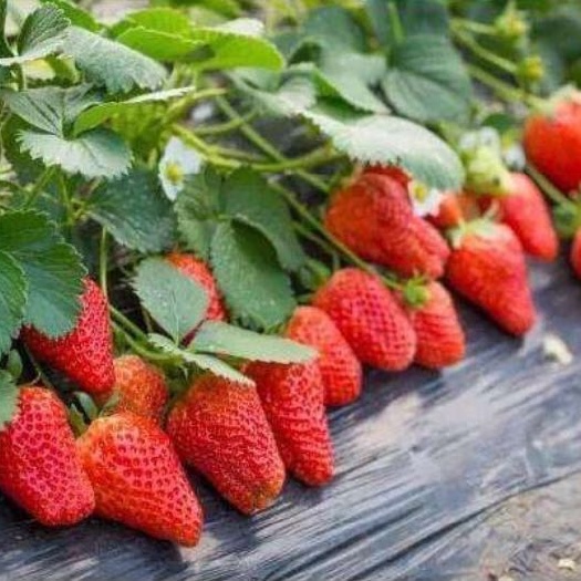 妙香7号草莓苗 自己基地培育。经验足,价格便宜。质量有保障