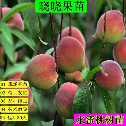 灵山县 水蜜桃树苗鹰嘴桃苗四季可种植带杯发货包邮