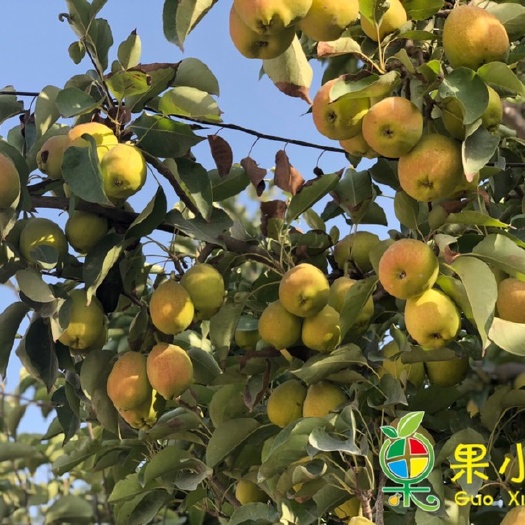 库尔勒市 新疆特产库尔勒香梨   来自新疆的问候