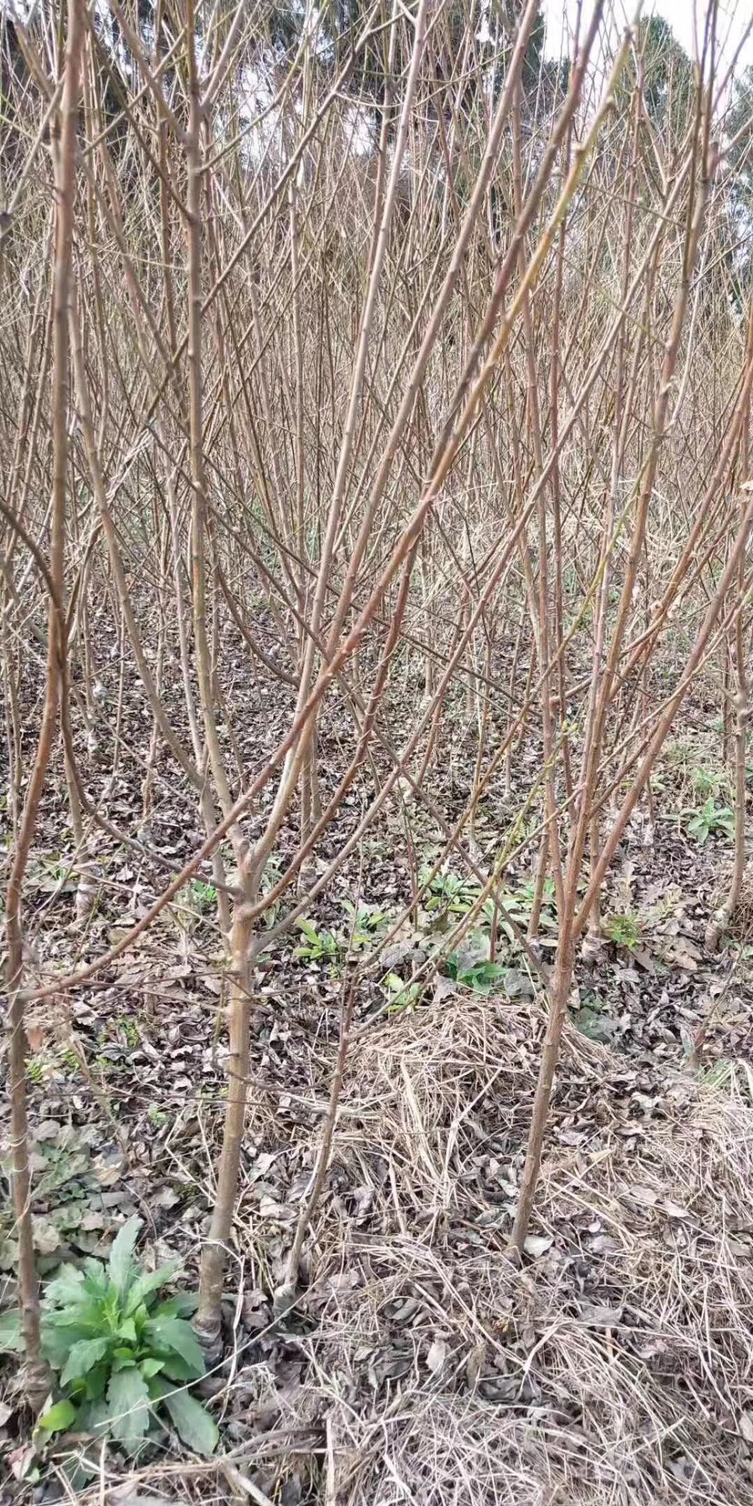  青脆李苗品种纯正成活率高，基地直发，快递包邮，免费技术指导