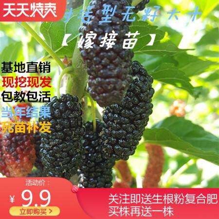 海宁市无籽大十果桑苗 零售
