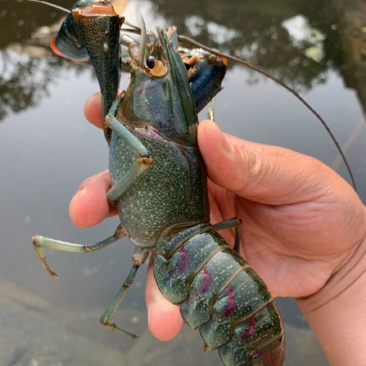 重庆市 澳洲淡水虾苗，澳洲蓝龙虾，澳洲小青龙，苗全国包活，量大从优