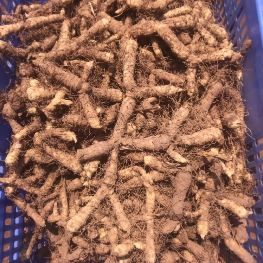连州市湘玉竹