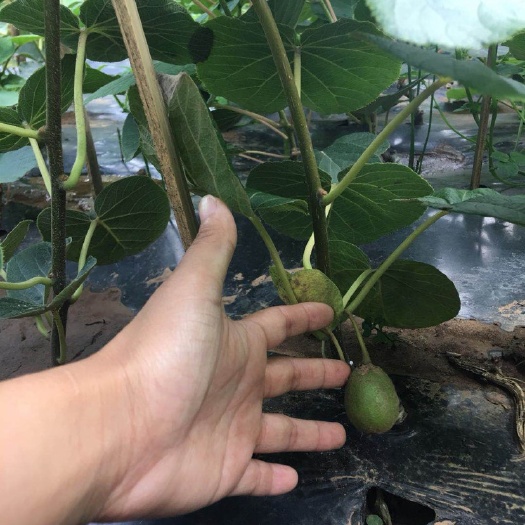 苍溪县 翠香猕猴桃苗根系发达，品质纯正成活率高，快递包邮，保鲜发货