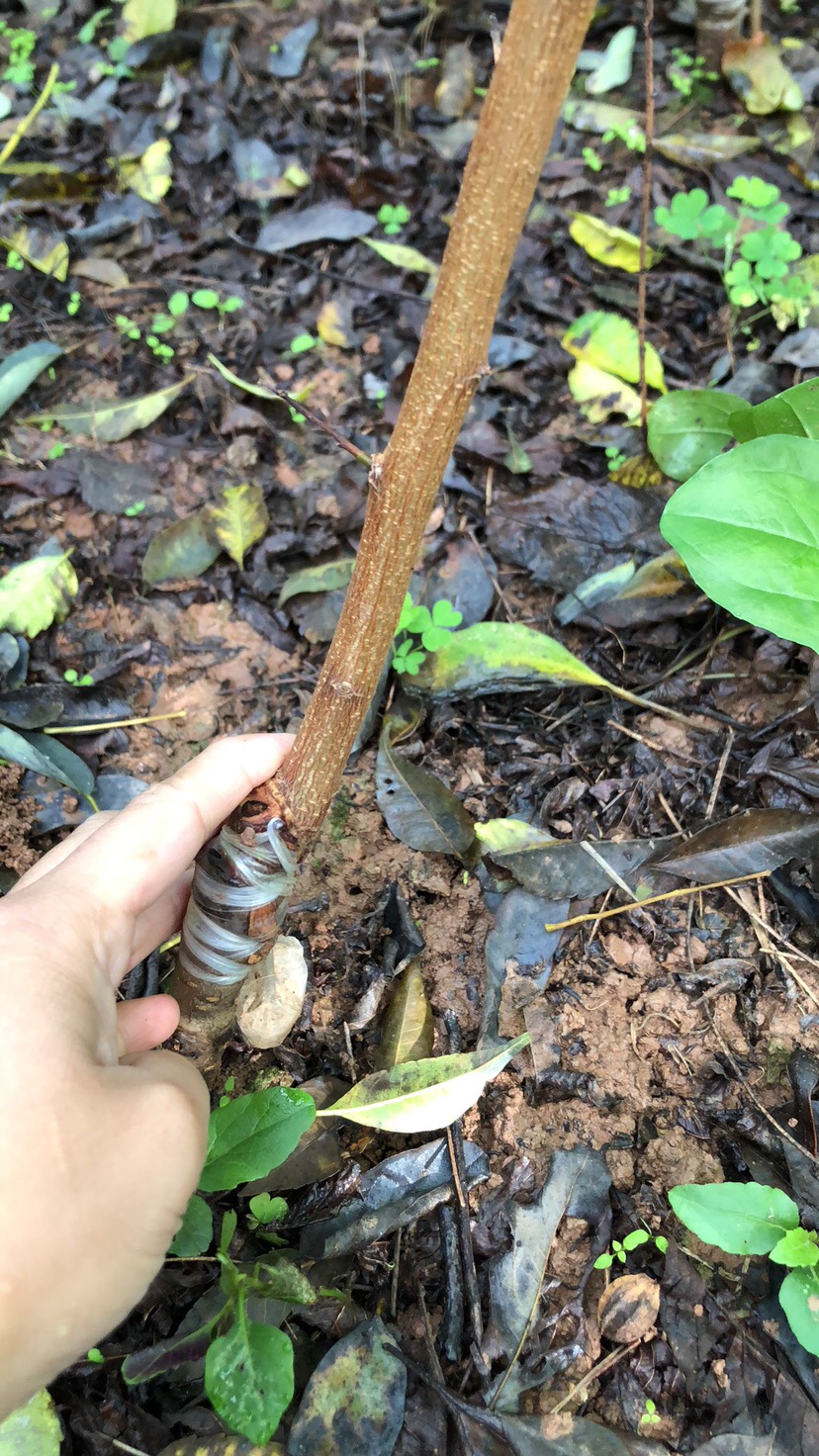  青脆李苗品种纯正成活率高，基地直发，快递包邮，免费技术指导