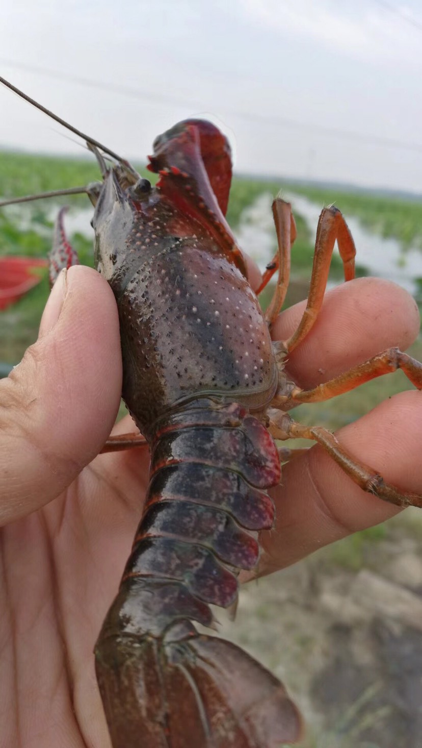 小龙虾  67890钱大青，硬规格