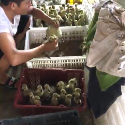 汕头狮头鹅苗