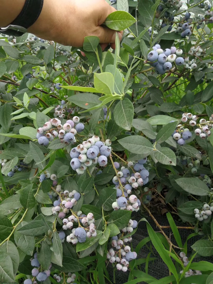 南高叢藍莓苗 藍莓種苗新品種,早熟南高叢