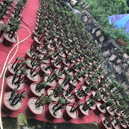 台山市小叶紫檀盆栽 靓紫檀，价低！！！