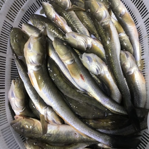 连云港沙光鱼 超肥小龙鱼