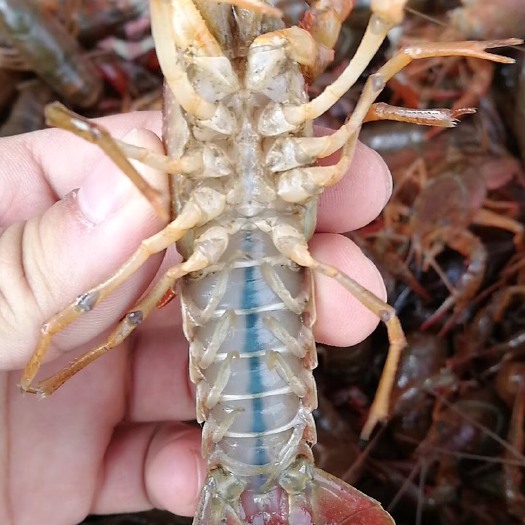 潜江市小龙虾  456中青，地板干净，肉质Q弹