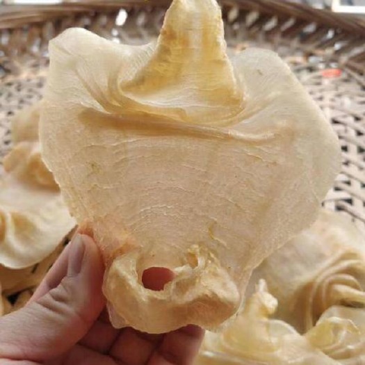 饶平县赤鱼干  广东饶平国本港赤嘴鳘鱼胶，第一手货源批发多种规格任你选购