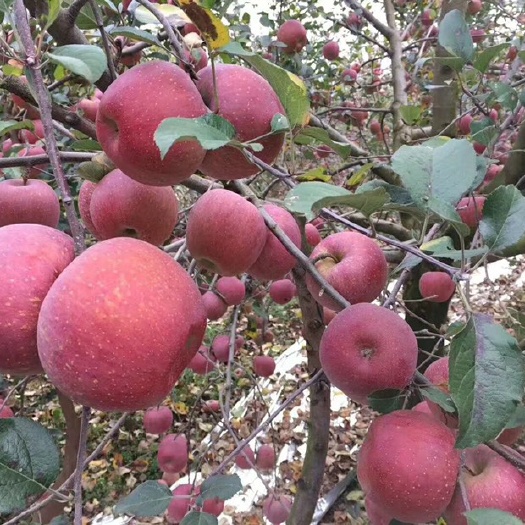 红富士苹果苗  苹果苗，云南苹果苗， 华硕，红露，鲁丽，龙威。