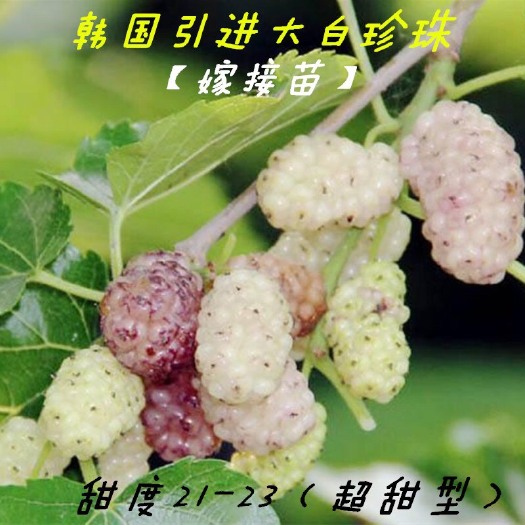 海宁市大白珍珠果桑苗