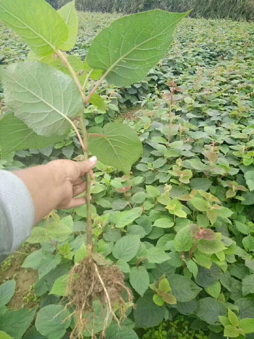 苍溪县 野生猕猴桃苗，未见嫁接，粘木根系发达成活率高