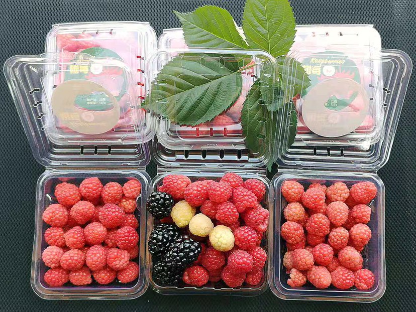 昆明 云南新鲜树莓 冷冻树莓 树莓果汁供应