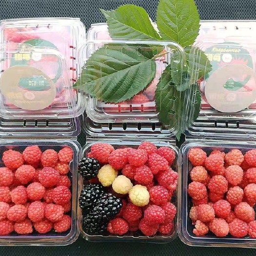 昆明 云南新鲜树莓 冷冻树莓 树莓果汁供应