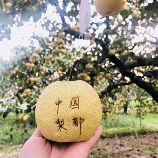 砀山县 砀山酥梨老梨树