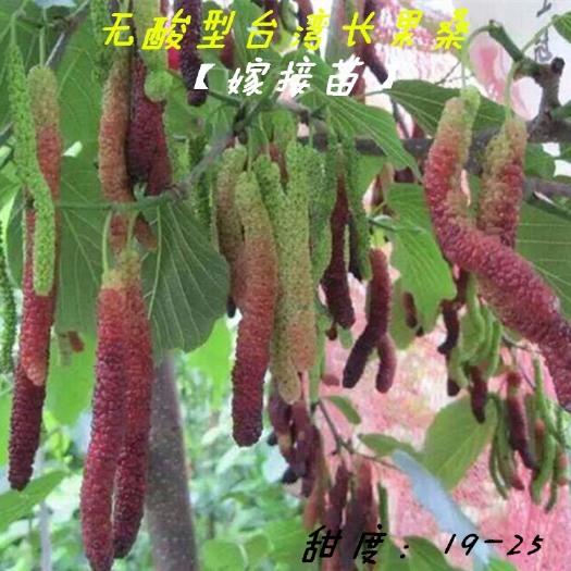 海宁市长果桑苗 青苗火热上市