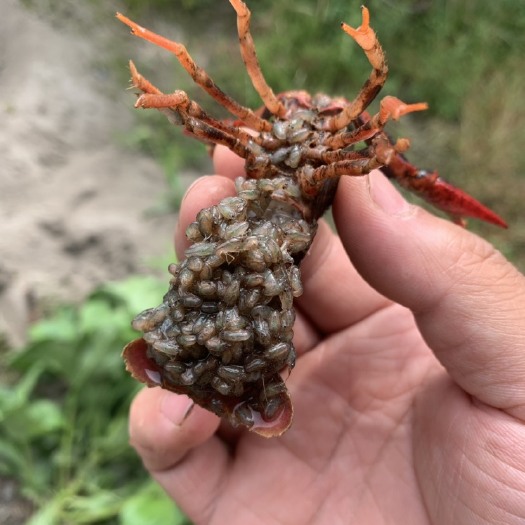 重庆市 ，虾苗，龙虾苗，米粒大小，全国包活，没有任何应急反应