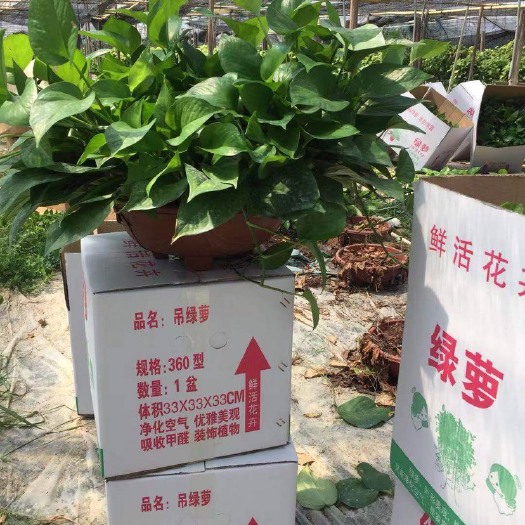 佛山中等偏上360绿萝基地直销