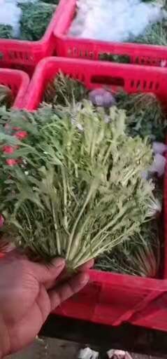沈阳苦菊