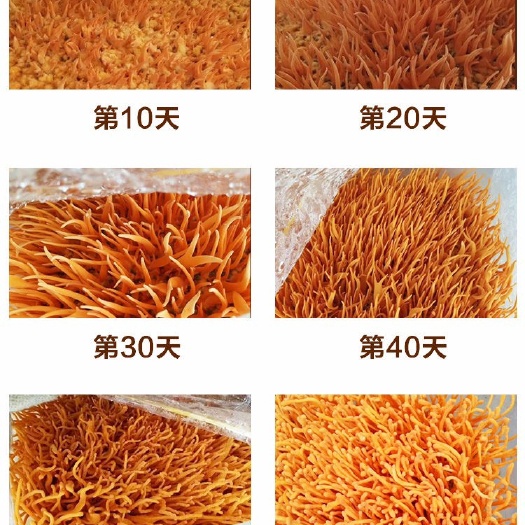  东北虫草花北虫草产地农户自销