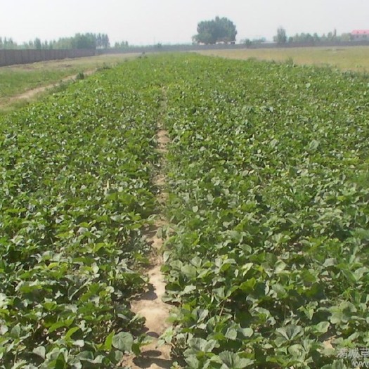 杭州奶油草莓苗 10~20公分 地栽苗