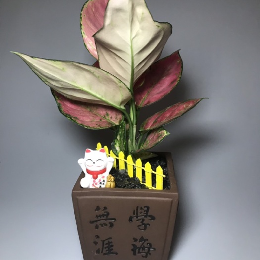 广州金如意 学海无涯，吉利红桌面小盆栽