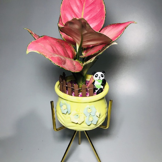广州金如意 小熊猫，桌面小盆栽。不含架子