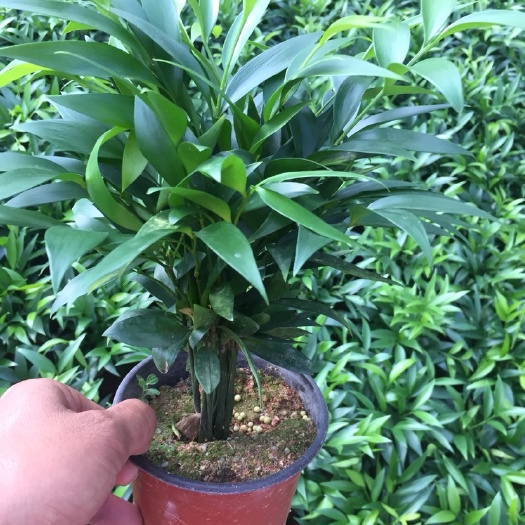 漳平市 竹柏 植物盆栽办公室净化空气绿植花卉盆栽鲜花观叶植物室内植物