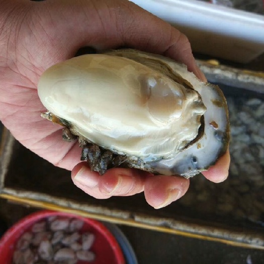 阳江阳江生蚝  正宗产区阳江程村深海蚝